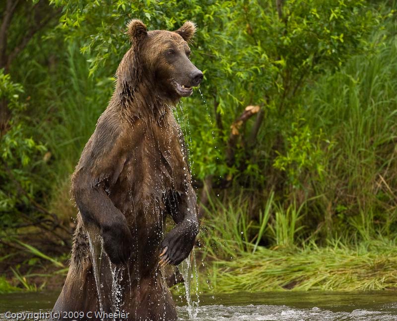 When bears stand up they are TALL.