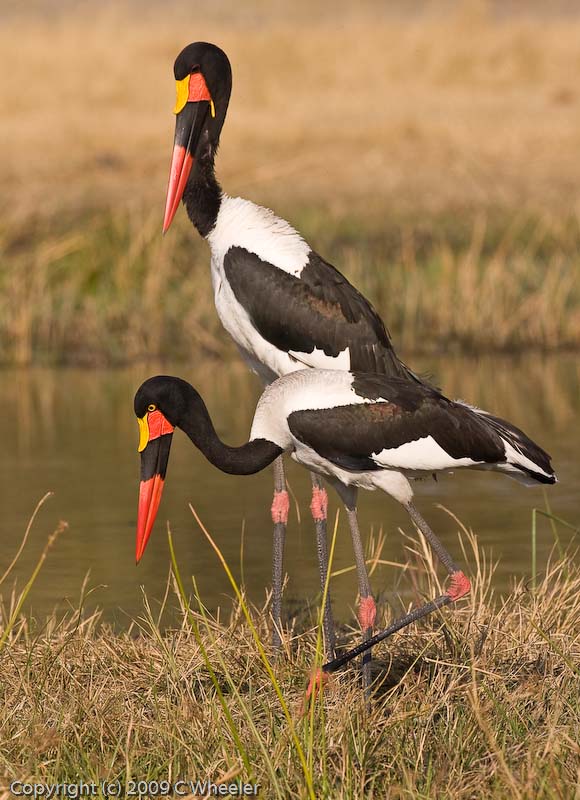 Male and female yellow billed stork