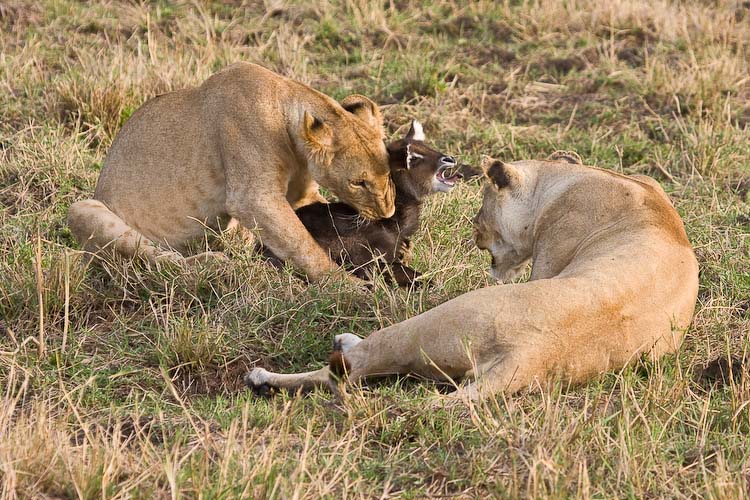 I was there over half an hour and the lion cub did not kill the baby waterbuck.  Dont know what happened after I left.