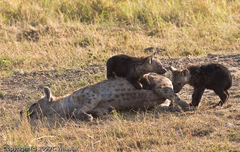 Hyena cubs with mom