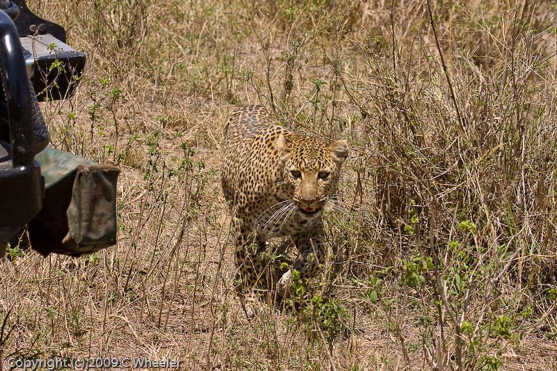 The leopard walked in front of the row of vehicles that were watching her