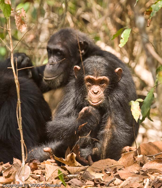 Caesar the chimpanzee at Mahale