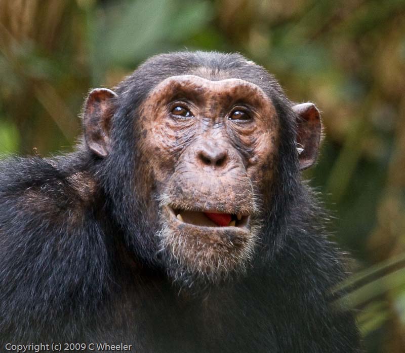 Chimpanzee