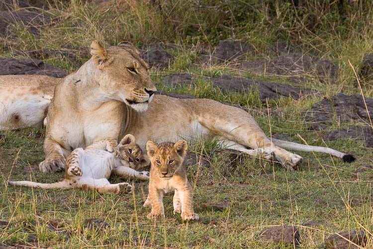 The two smalles, cutest! cubs