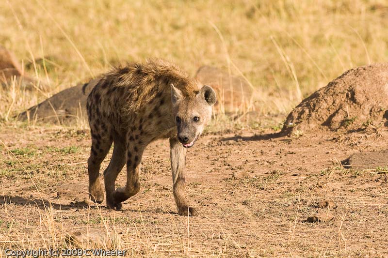 Hyena