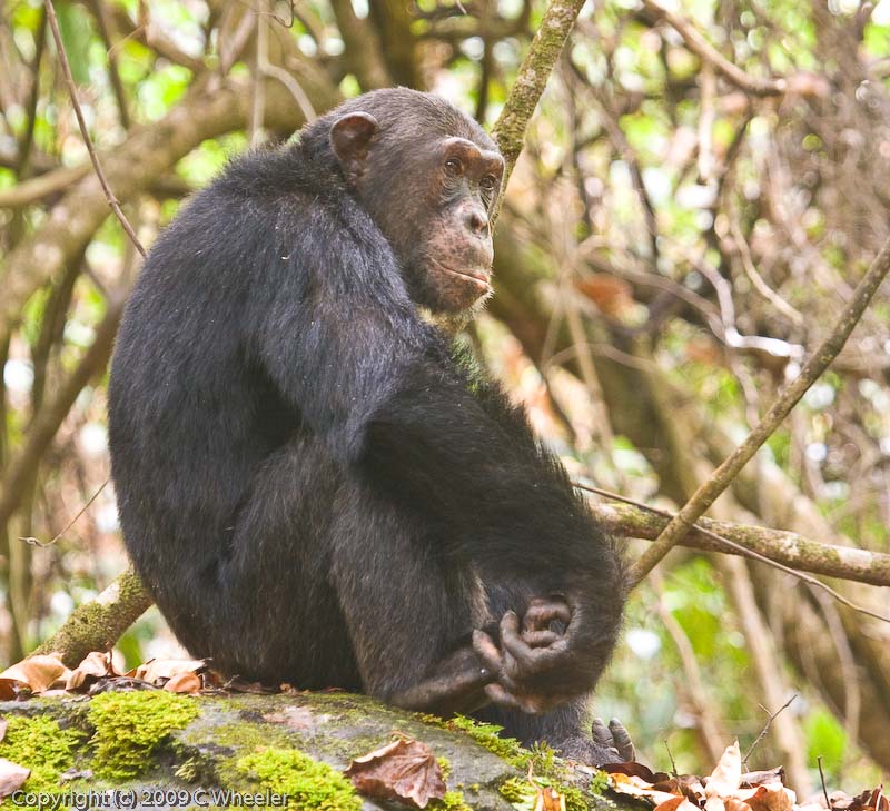 Chimpanzee