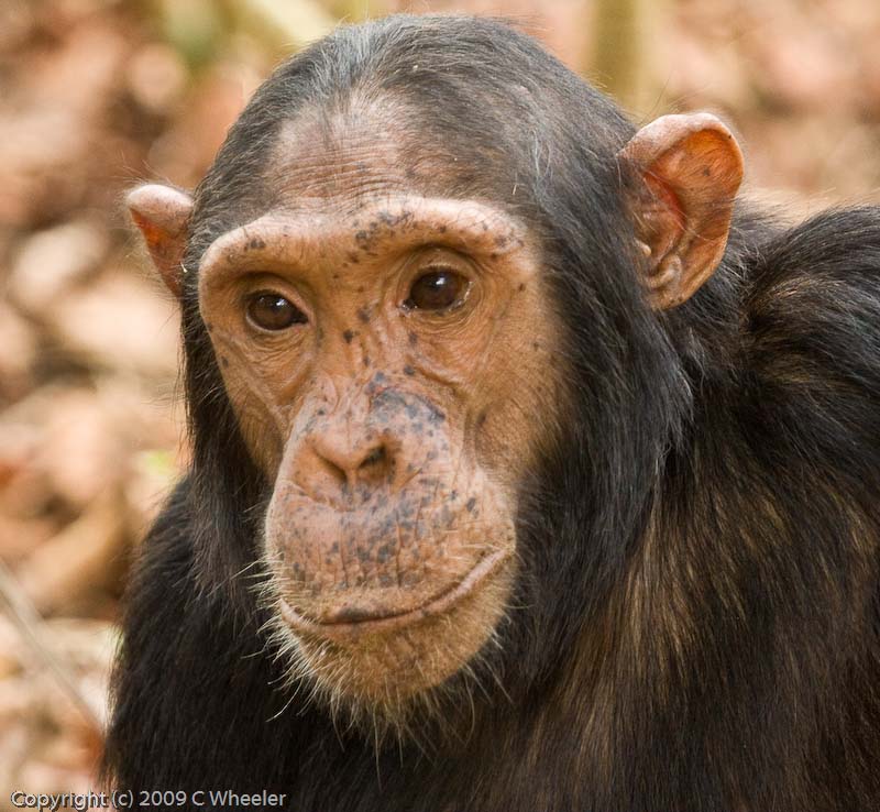 Chimpanzee, Caesar