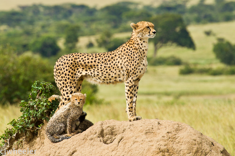 Cheetah with 4 month old cub. The mom is called Malaika 