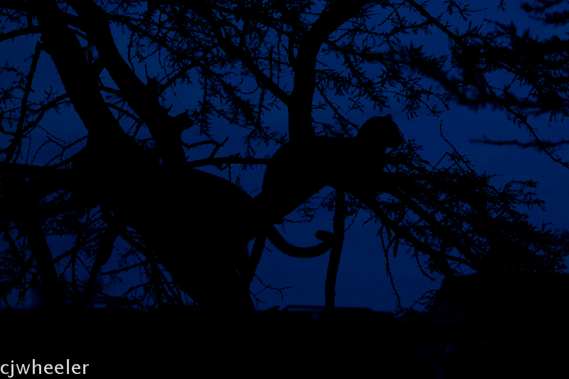 Two leopards in a tree at night