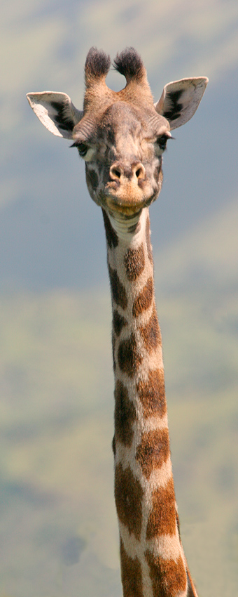 giraffe - tall, thin and beautiful
