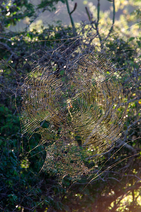 Huge spider web spotted from far away. It was probably 3ft across.