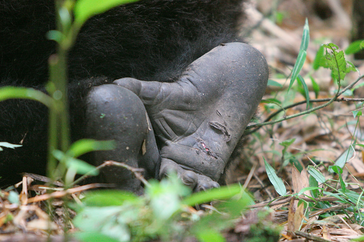 Being a gorilla is tough.  (1/15th of a second at 1600 ISO is tough light.)