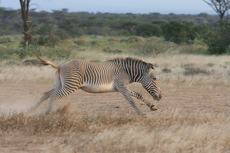 Grevys zebra kicking up his heels.  Joys Camp, Shaba Natl Reserve, Kenya