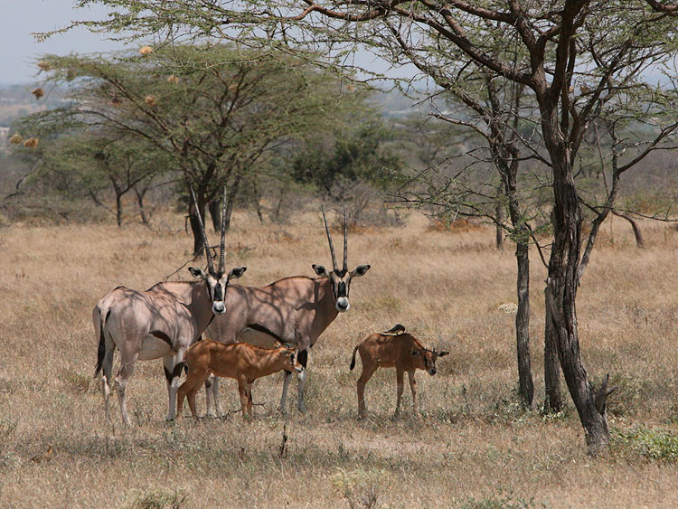 Oryx with babies.  Joys Camp