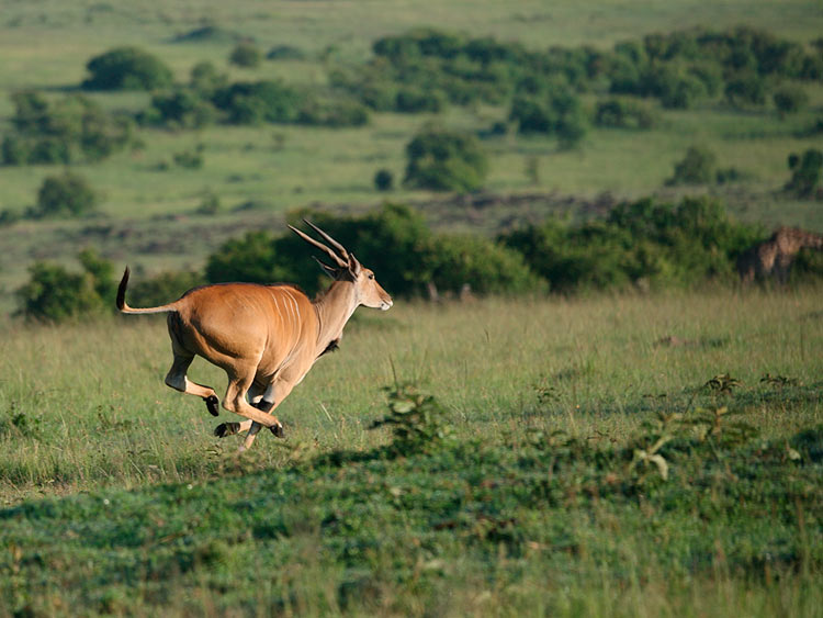 The eland is the worlds largest antelope (600 - 2200 lbs).  They are very shy and run away if you try to get close.