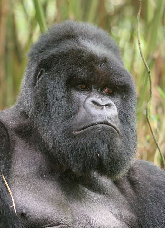Such a handsome gorilla