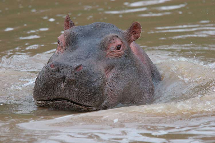 Sosian had a nice hippo pool.