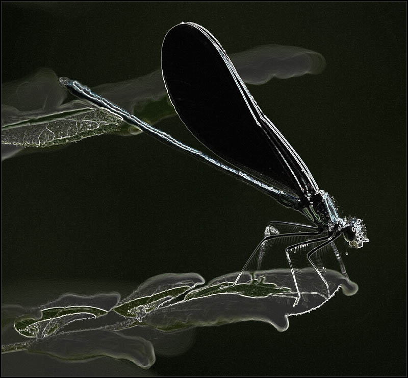 damsel fly - brent