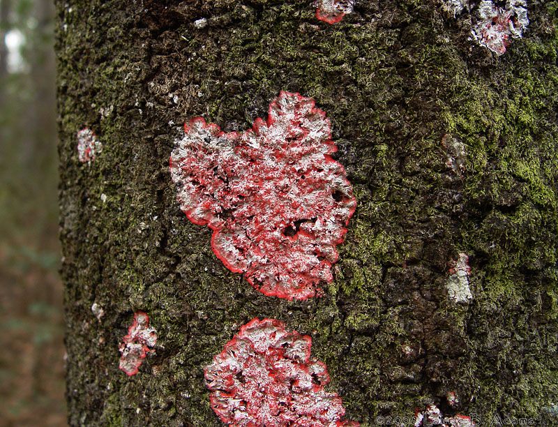 Valentines Tree by Laurie B. Adams