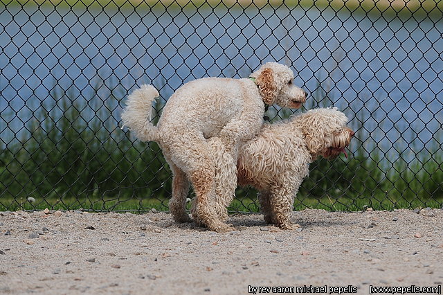 My Boys playing
