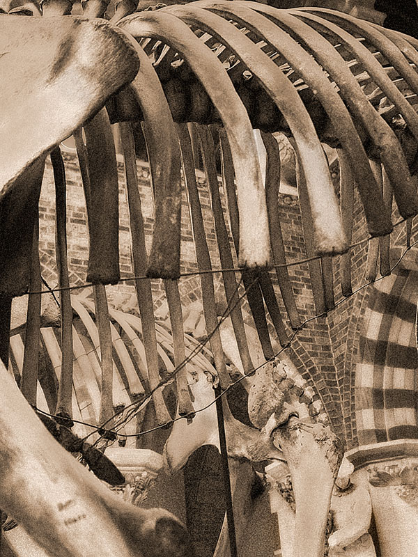 Old Bones by Flick Merauld