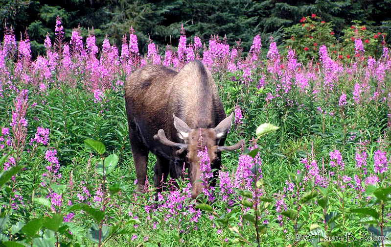 Too Much Fireweed, Not Enough Time by Laurie B. Adams