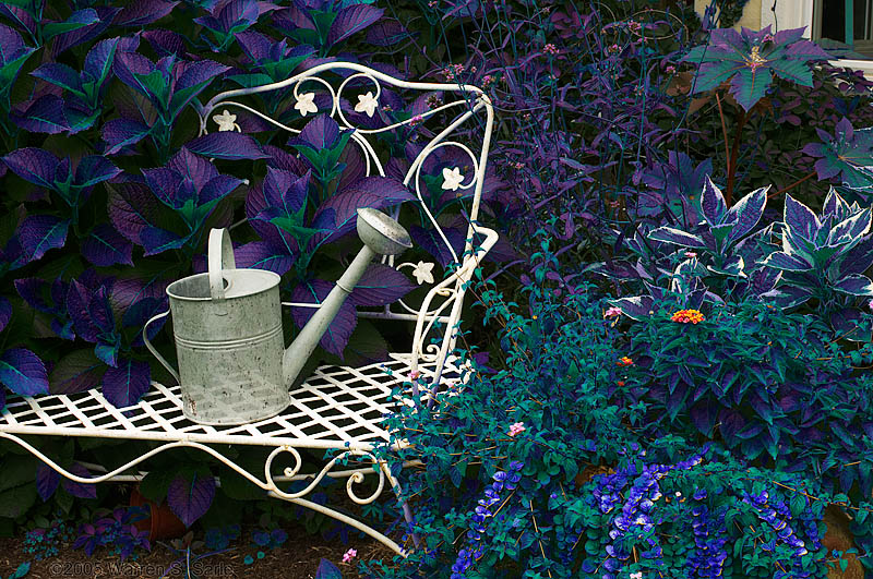 Watering Can by Warren Sarle
