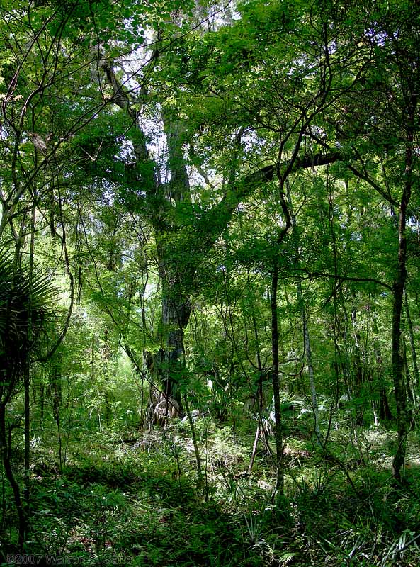 Cant Have Too Many Trees by Warren Sarle