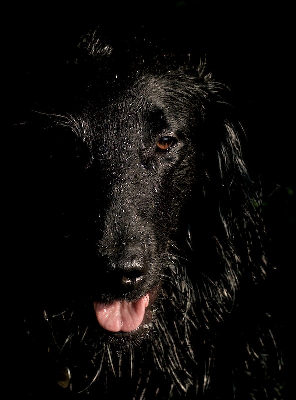 The Curious Incident of the Dog in the Nighttime