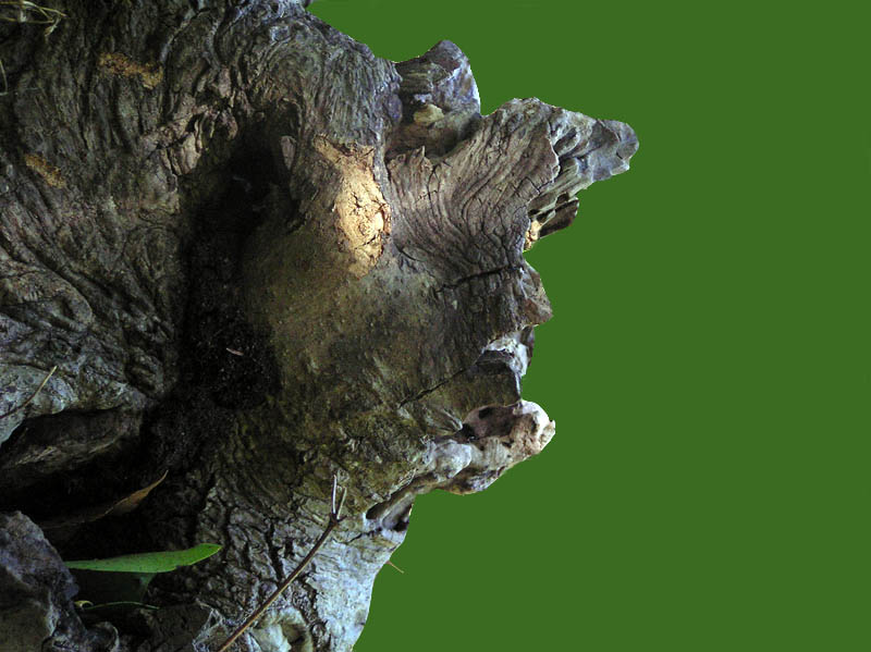 Forest Guardian *  by Doris Baillet