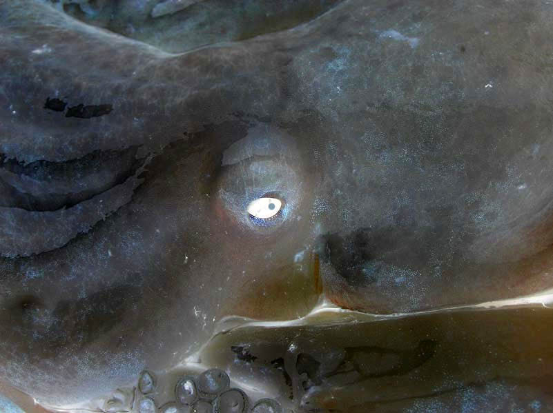 4th place(tie)<br>Sea Beast  *  by Doris Baillet