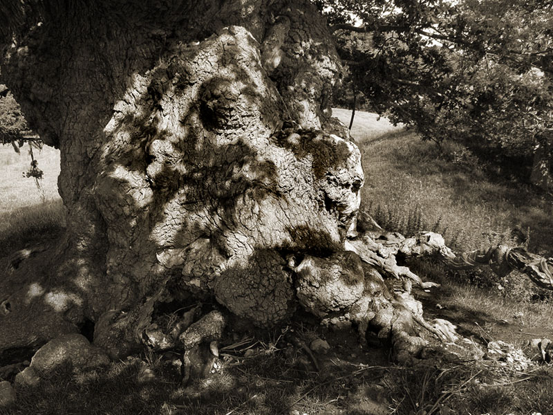 Gnarly Old Tree by Flick Merauld