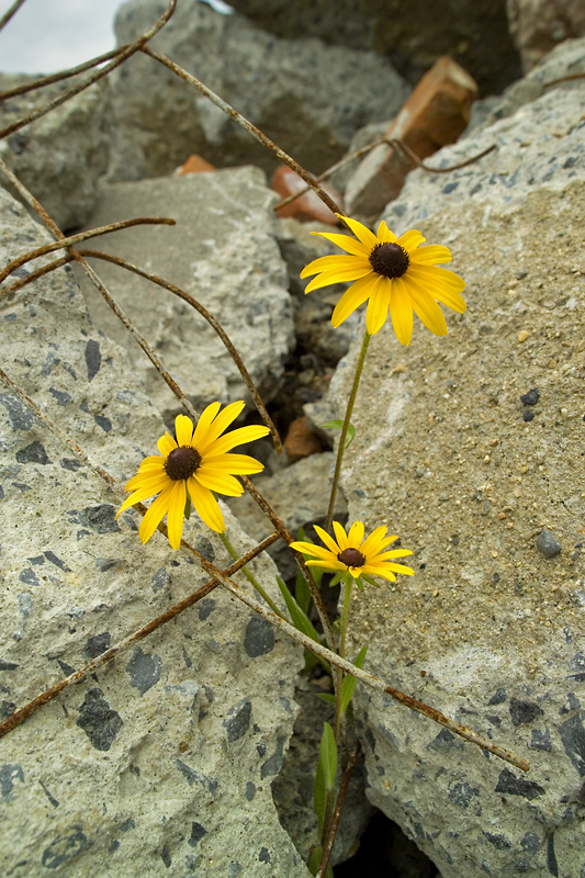 Flowers from Ruin
