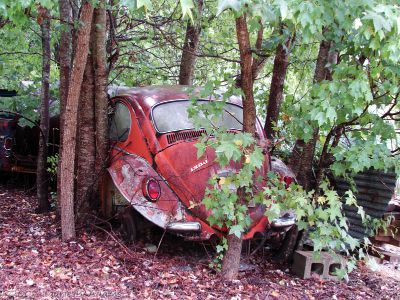 VW Surrounded  by Laurie B. Adams