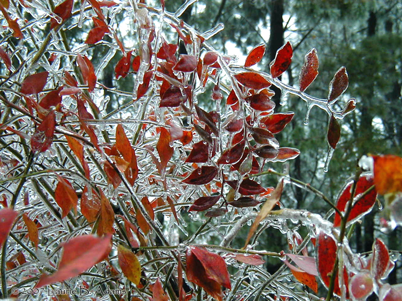 Blueberries After the Ice Storm