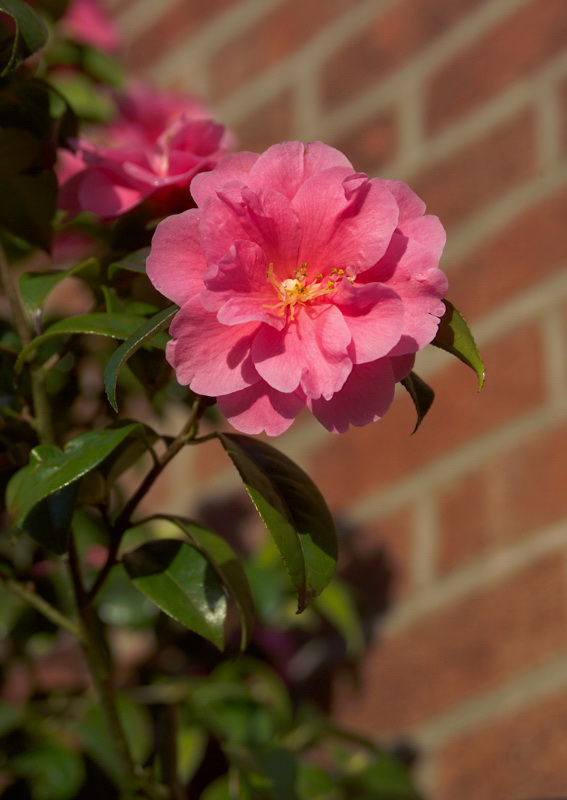 January Bloom! by Geoff Roughton