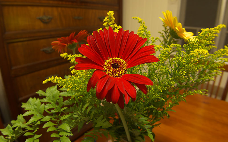 Zenitar 16mm Fisheye with PTLens
