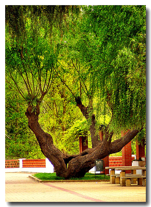 Constancia : Ancient Tree