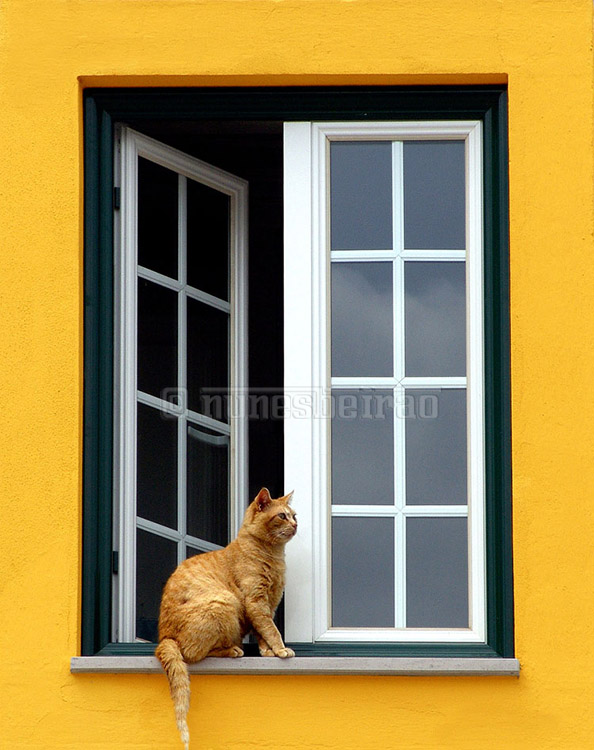 Fritz, The Cat