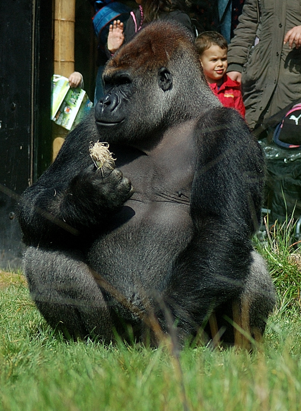 Gorilla