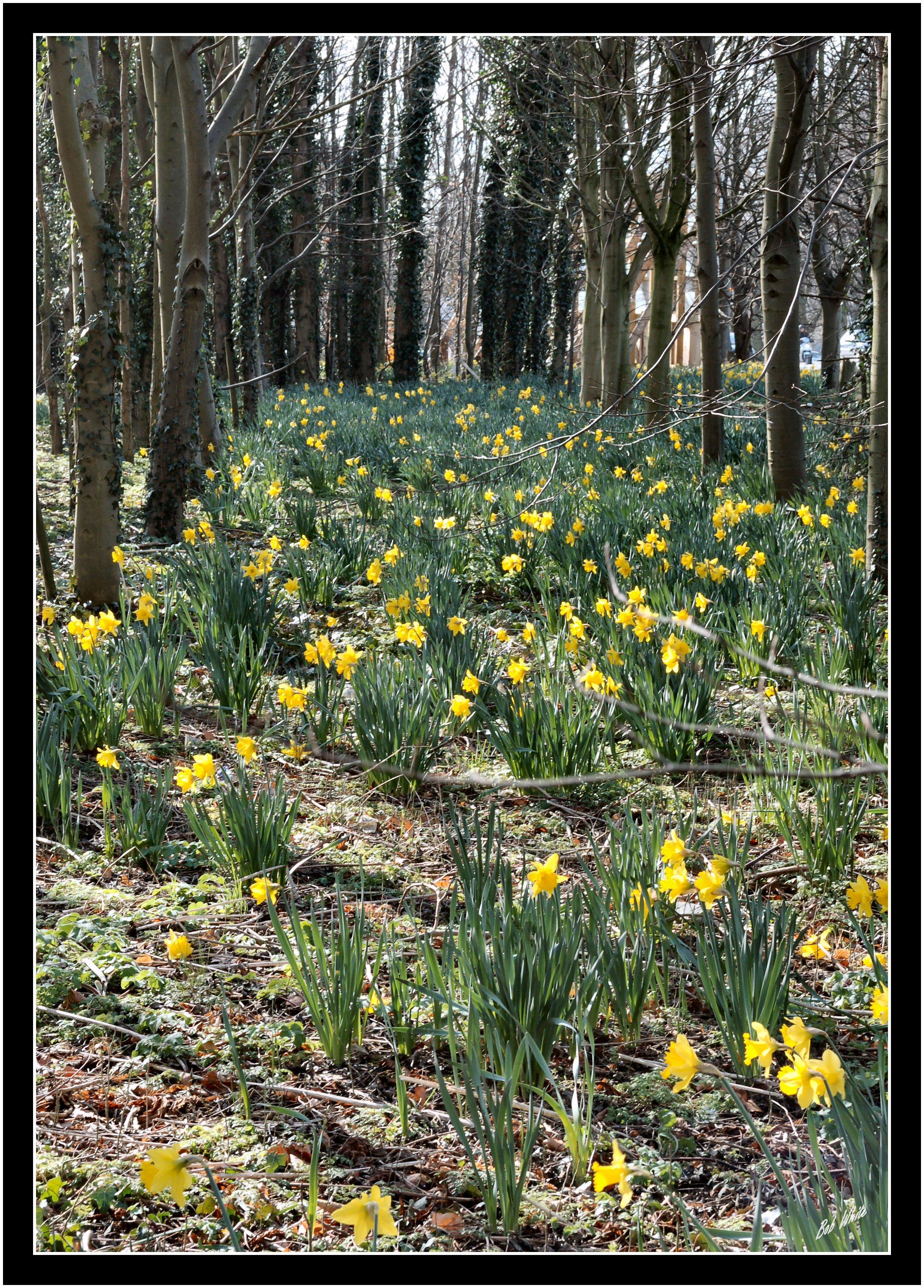 Daffodiles 