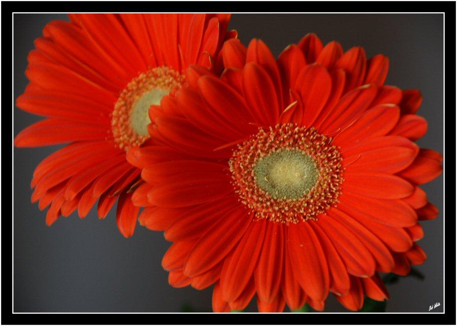 Gerbera