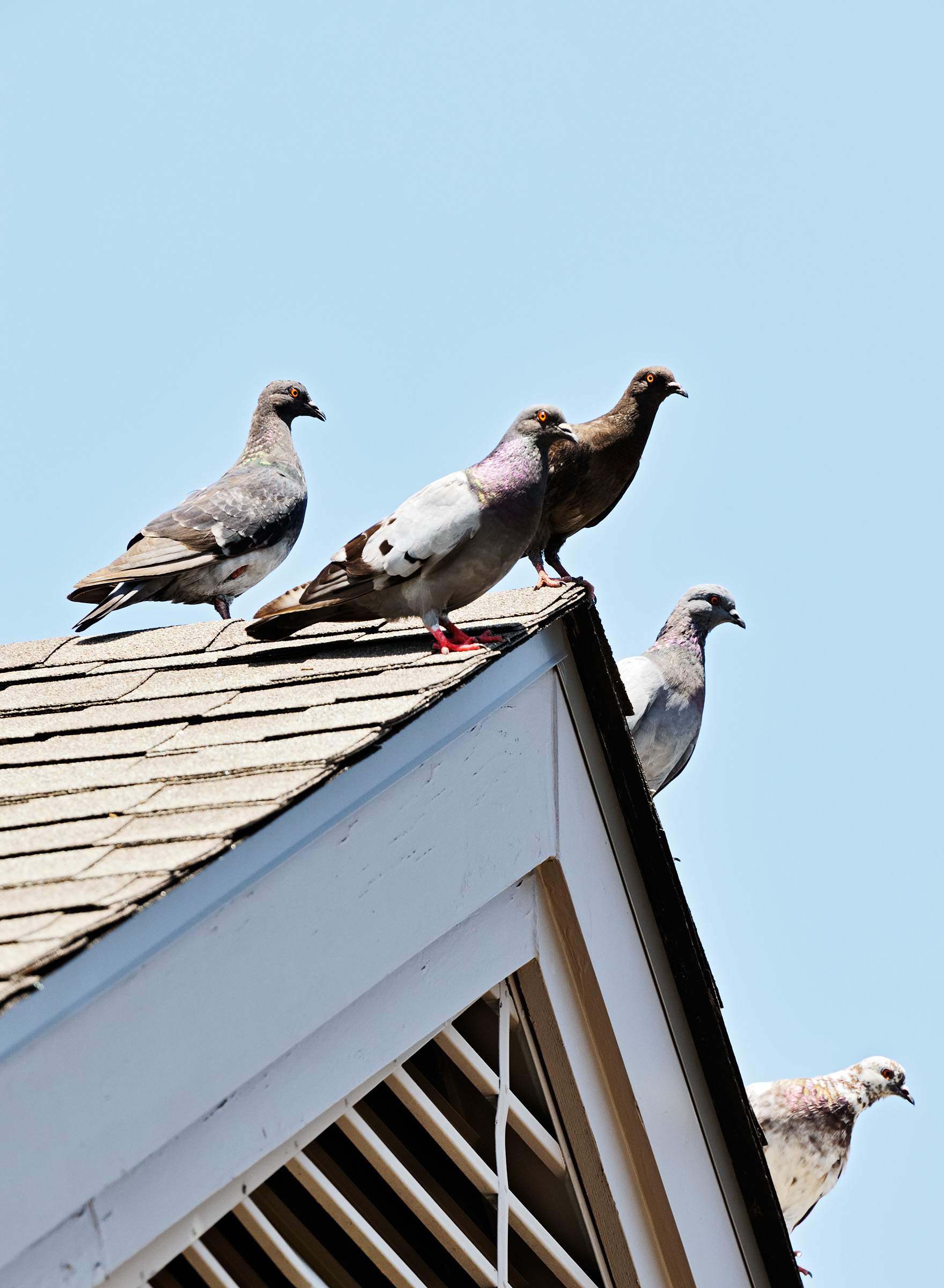 pigeon quintet on roof 01