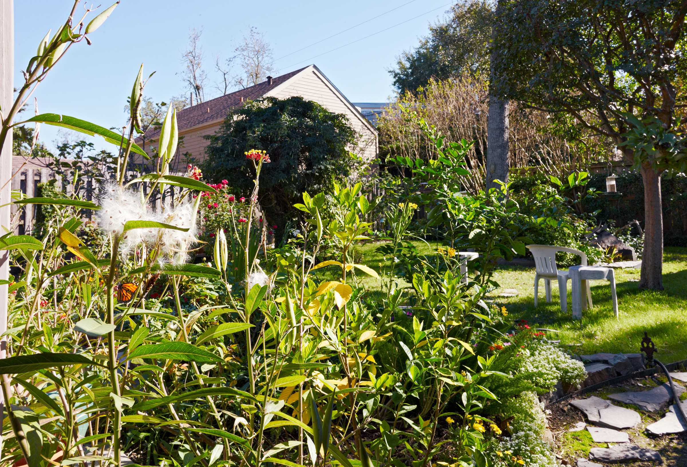 garden from porch stairs to SE monarchs