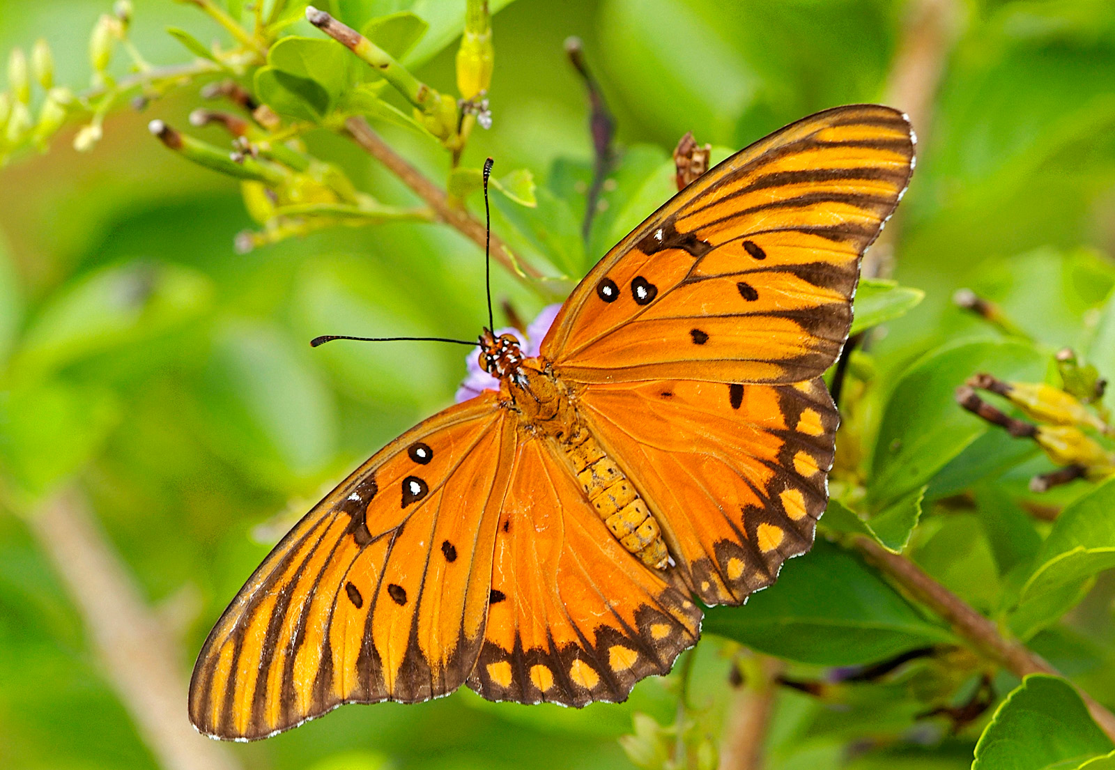 gulf fritillary 09