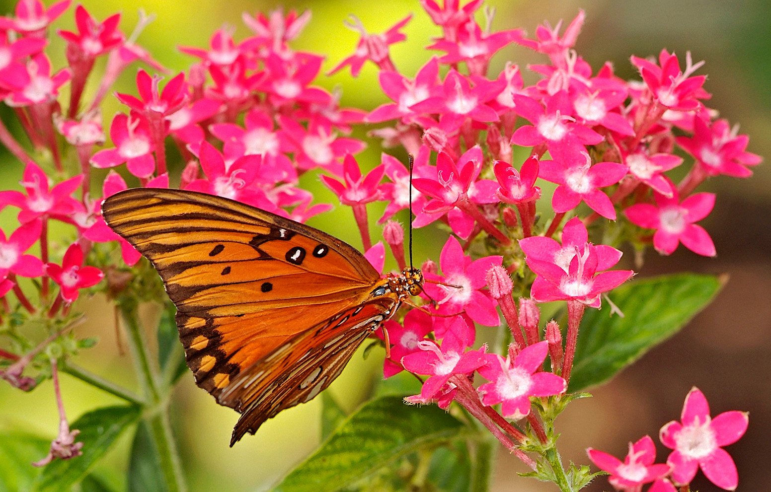 gulf fritillary 14