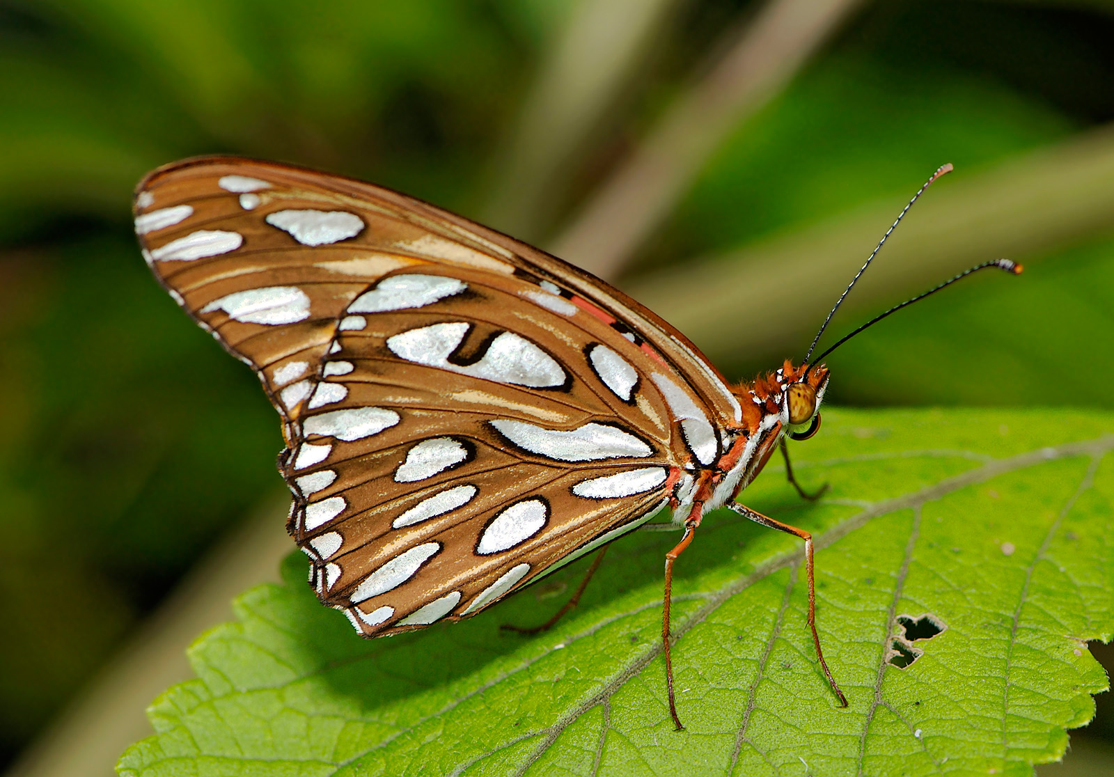 gulf fritillary 28