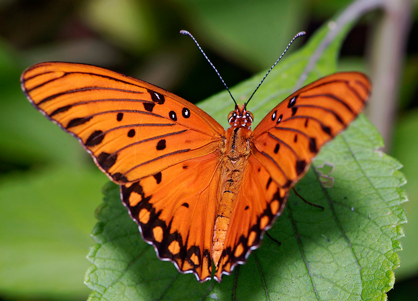gulf fritillary 29