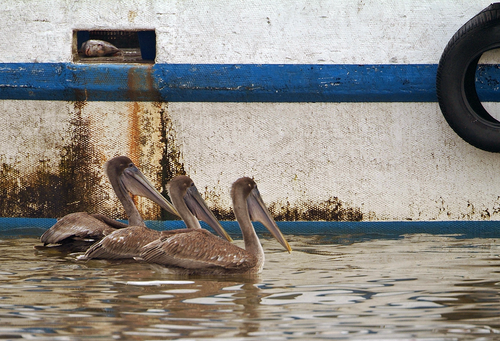 pelican trio 01