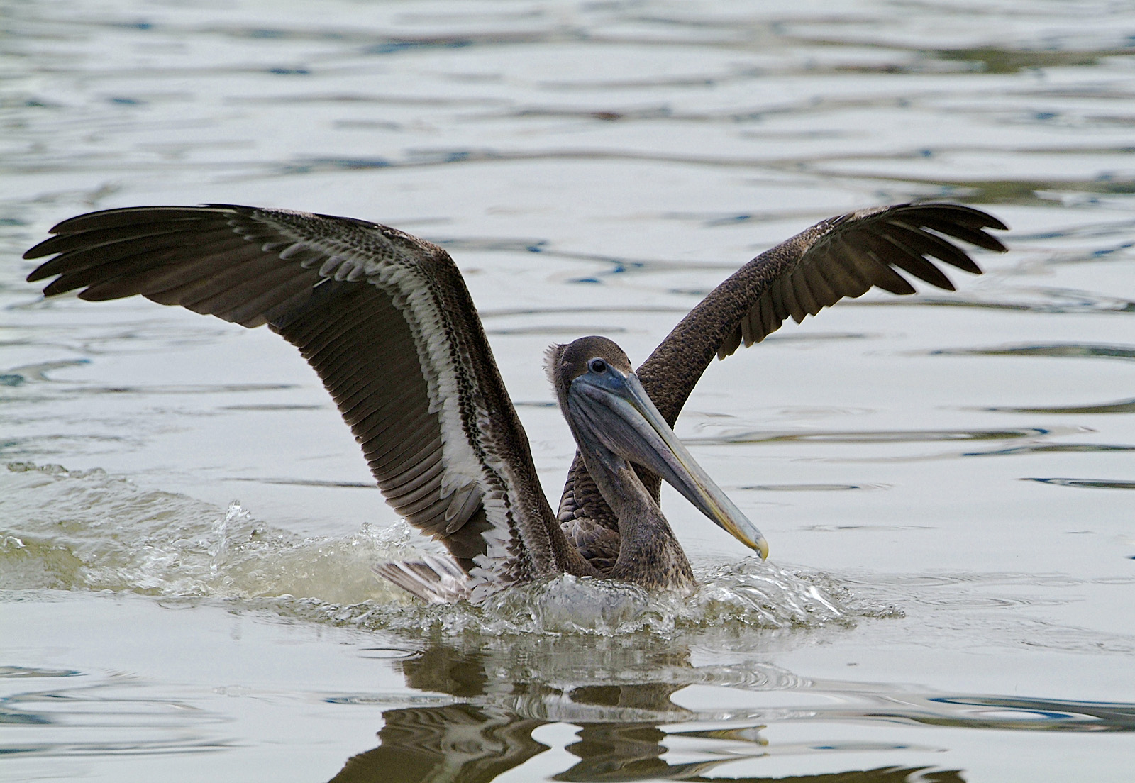 brown pelican 01